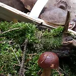 Feldmann Schmiedefeld am Rennsteig