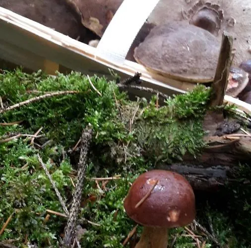 Feldmann Schmiedefeld am Rennsteig